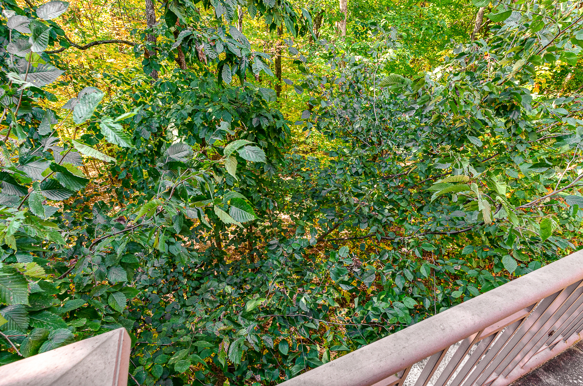 1741 Strathshire Hall Pl-86